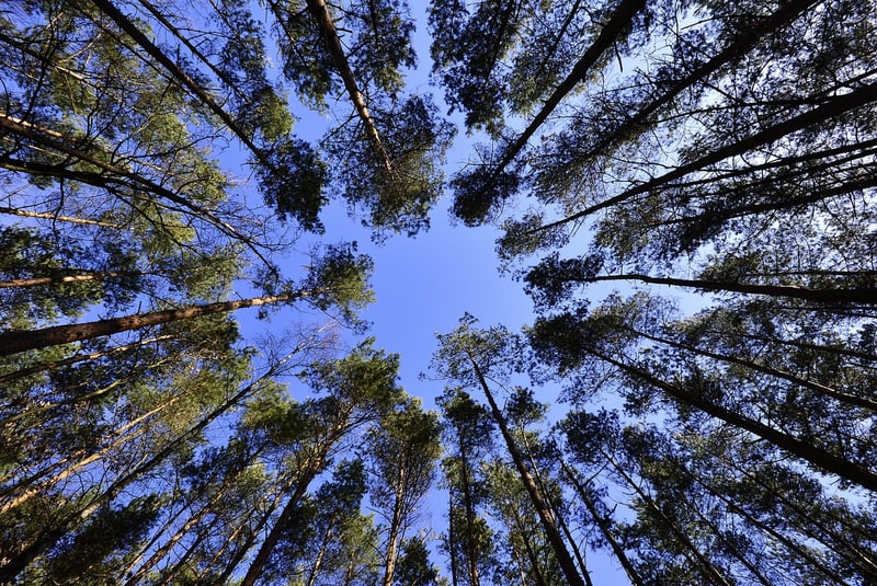 Tree Canopy Locations