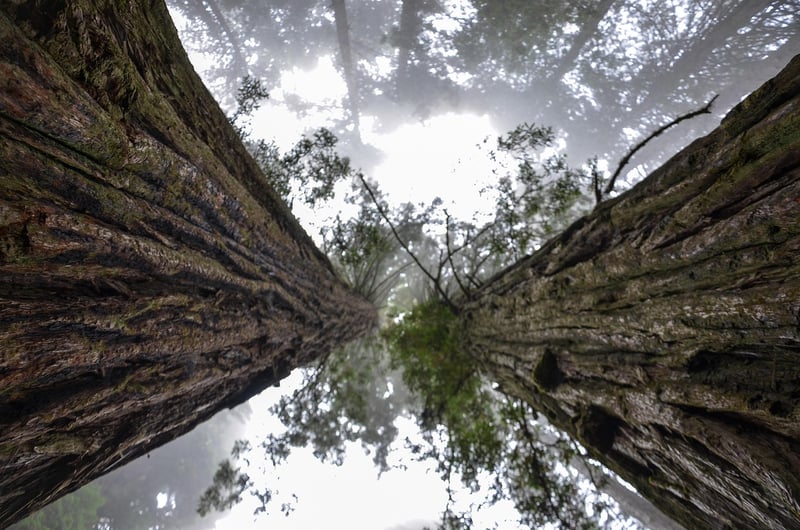 Redwood Groves